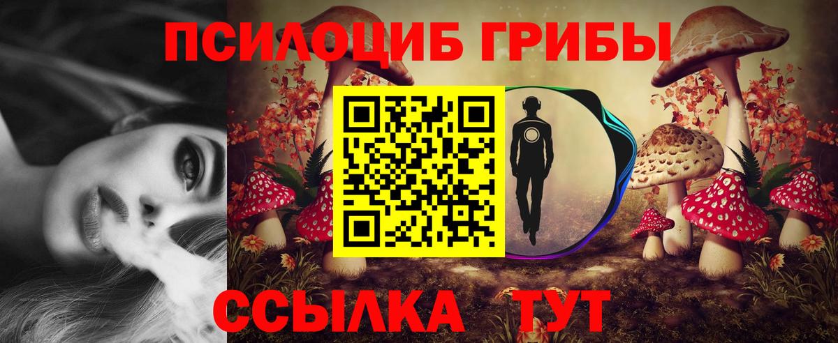 Гатчина  Псилоцибиновые грибы Psilocybine cubensis  Вход с VPN 